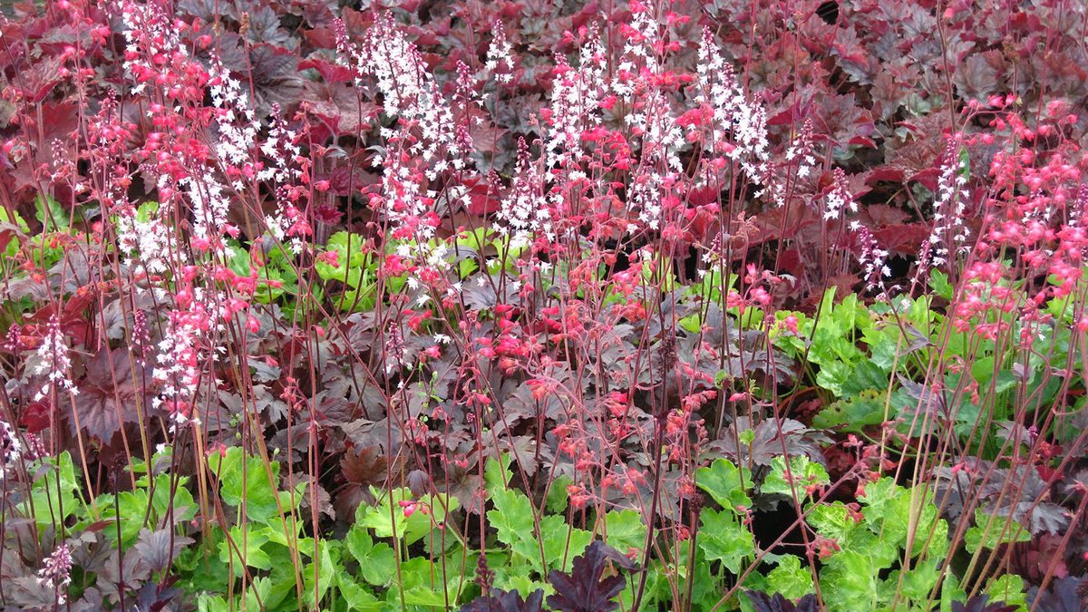 Heuchera varieties – the top 15 coral bells for foliage and flowers
