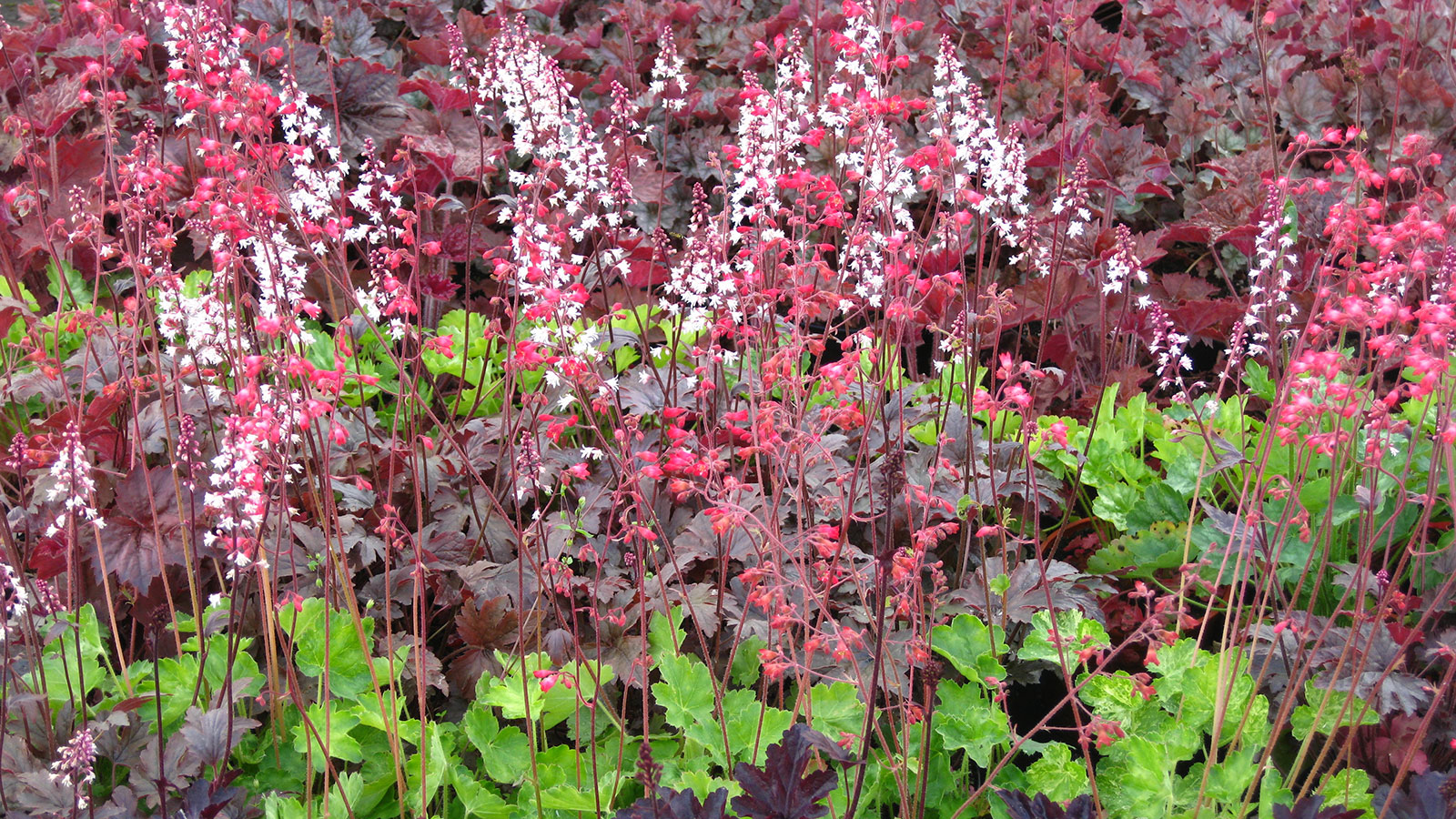 Heuchera Varieties 15 Coral Bells For Foliage And Flowers Homes And 