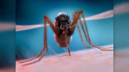 mosquito close up