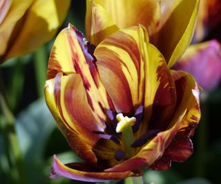 Red, brown and yellow blooms of heritage tulip, Tulipa 'Absalon', seen in a garden border