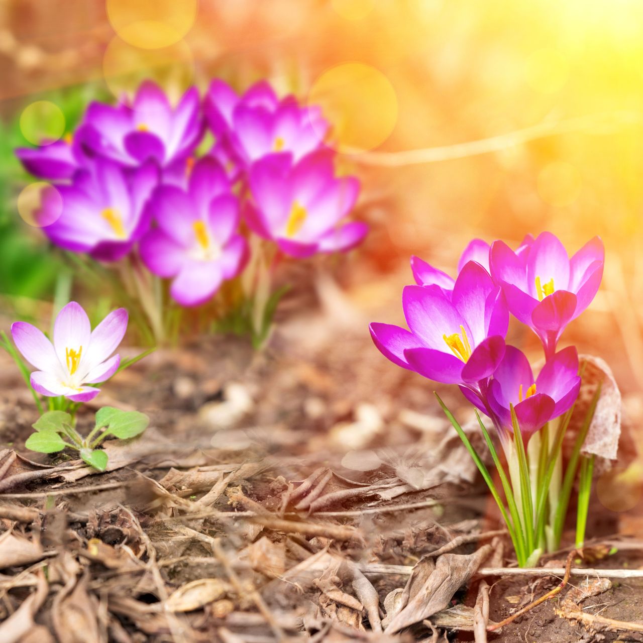 crocus spring flowering bulbs in garden