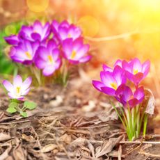 crocus spring flowering bulbs in garden