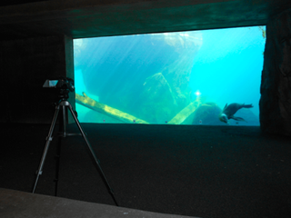 Single-camera setup with markers on the glass for filming sea lions.