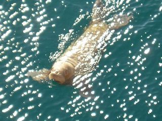 A walrus pup separated from its mother in the Arctic Ocean.