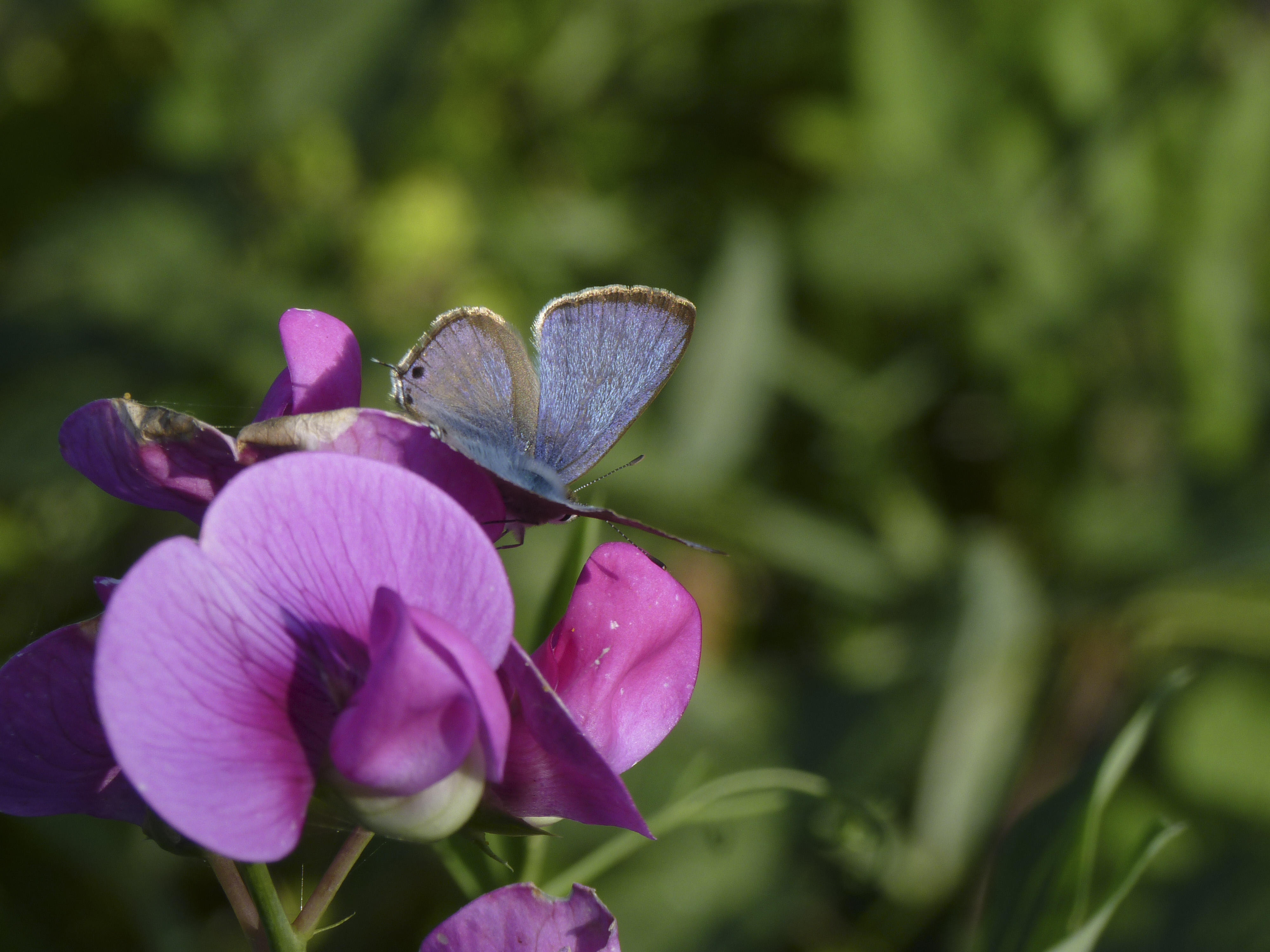 Long-tailed Blue Butterfly, male