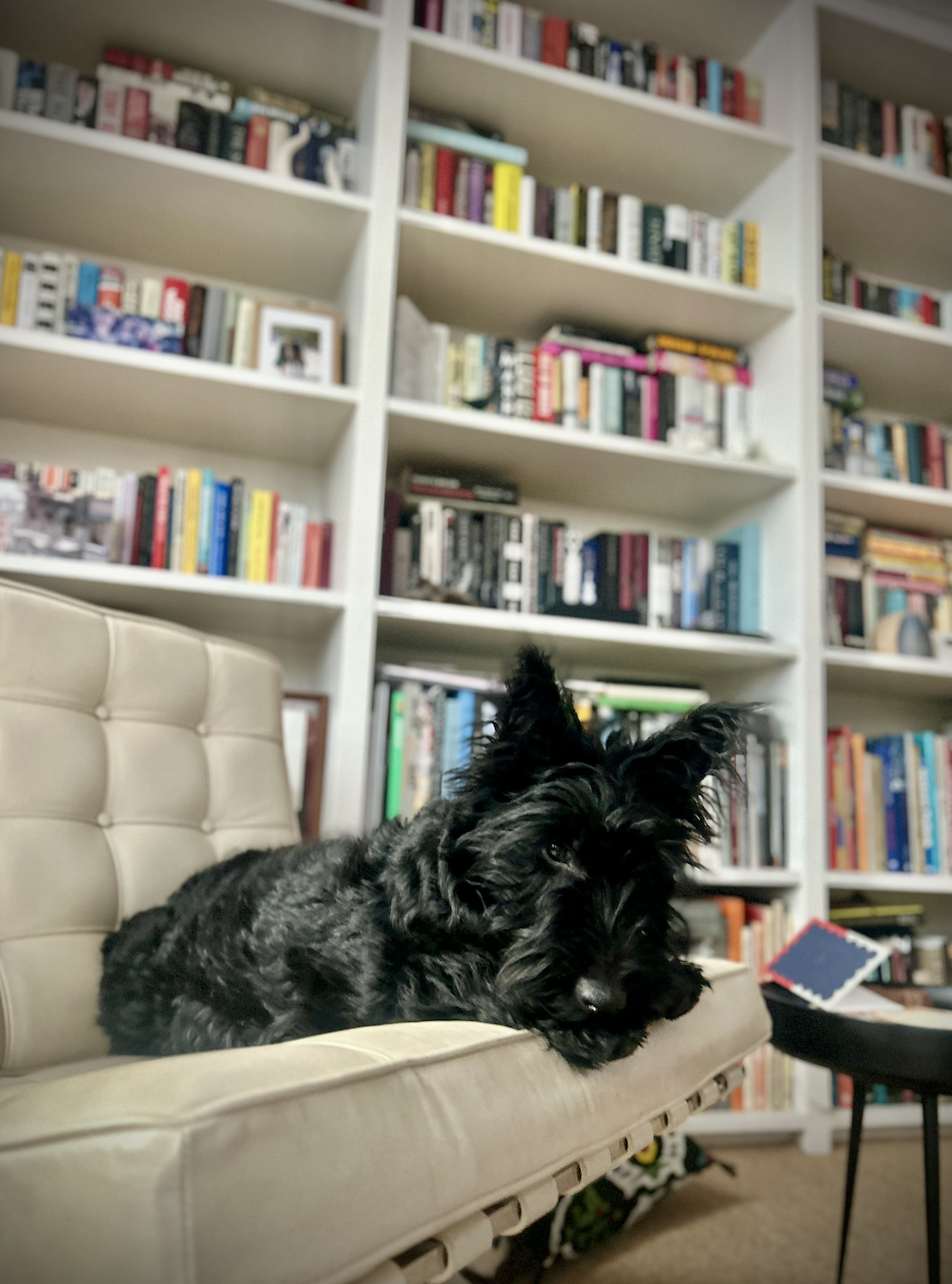 John Wilson's dog, Billie