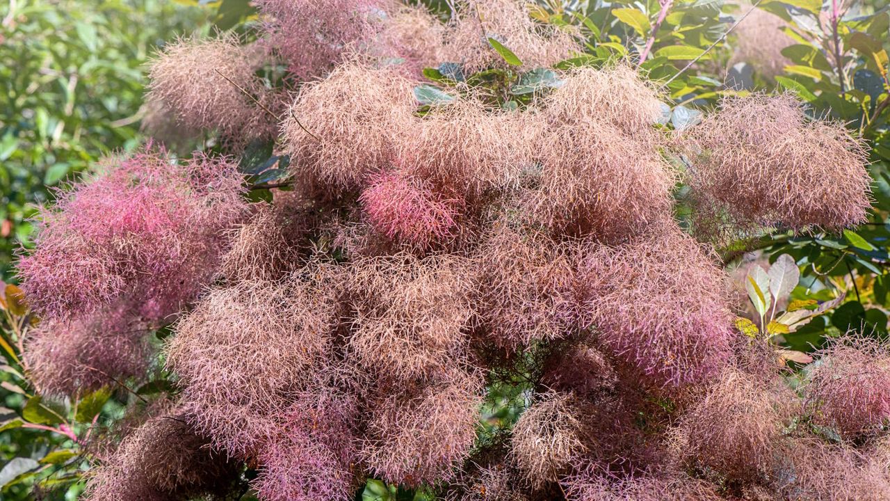 Summer flowers blooming on a smoke bush 