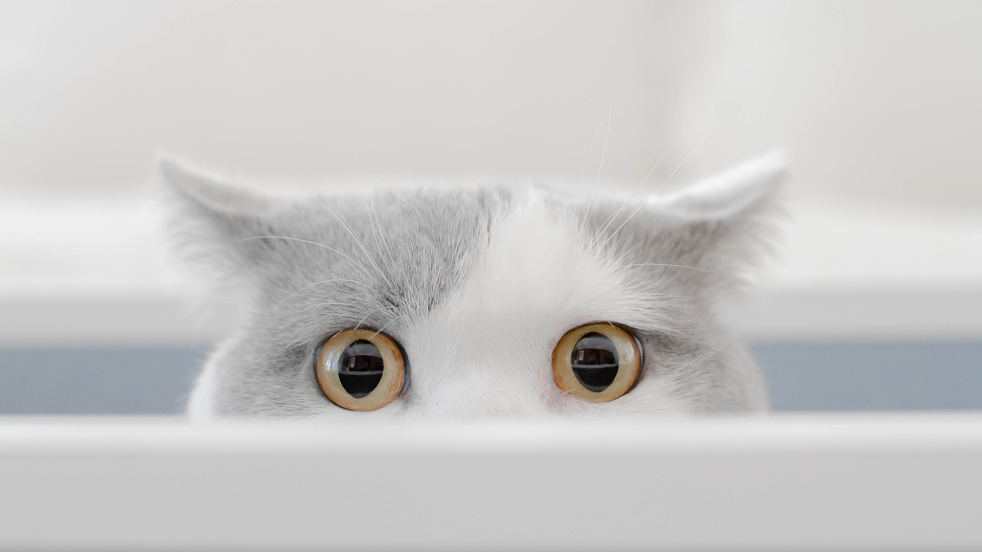 Close up of a fluffy cat's eyes, peeking over a table.