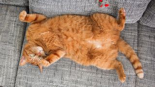 Orange cat lying on sofa