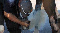 WEF-farrier.jpg