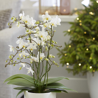 Phalaenopsis&nbsp;'White Wild Orchid' |£29.99 now £22.49 at Crocus (save £7.50