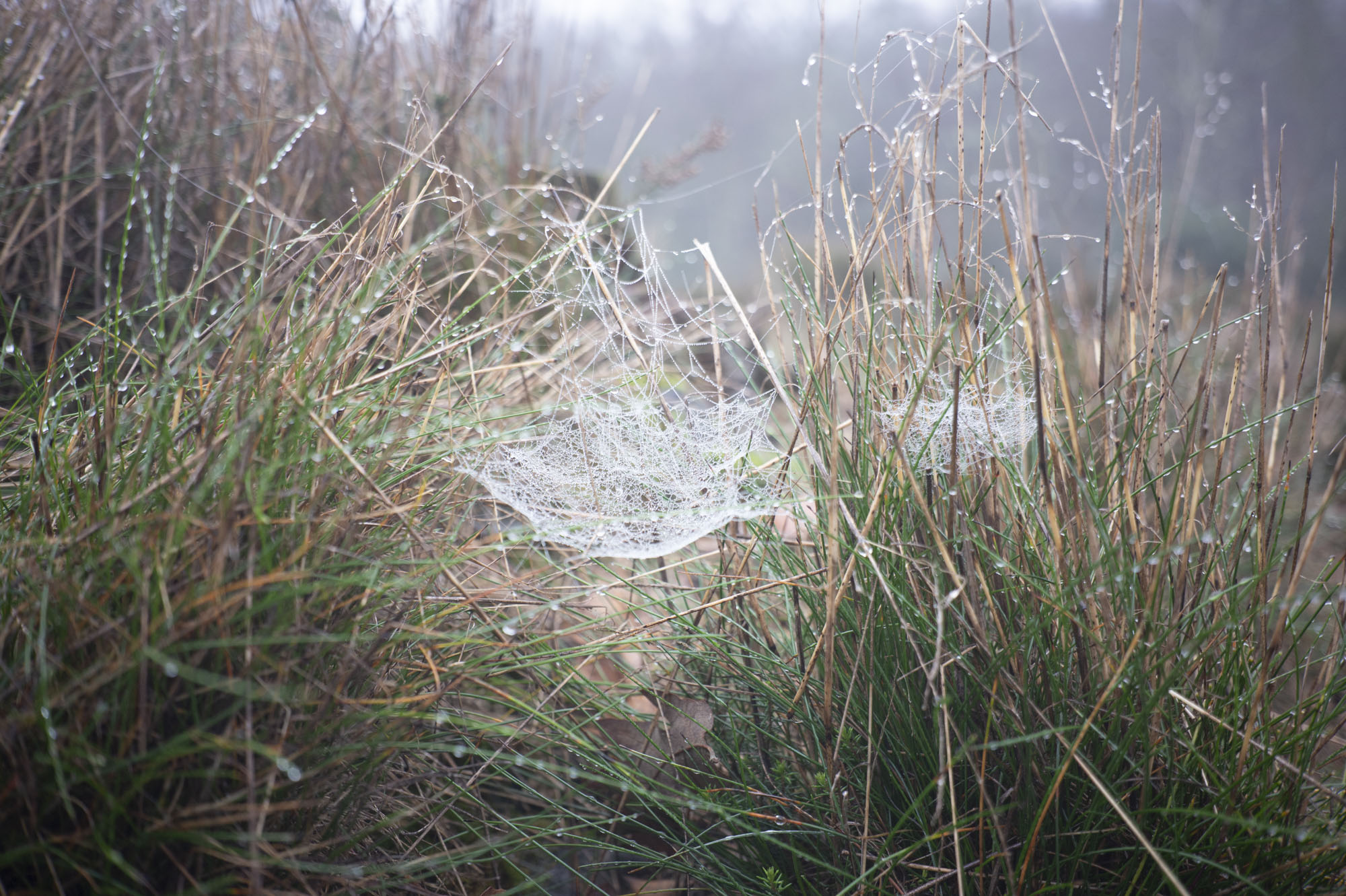 Viltrox AF 28mm F4.5 image gallery: a dew covered spider's web in long grass