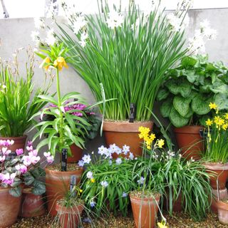 spring flower pots and grass