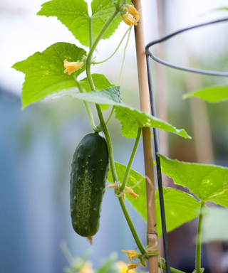 Cucumber Plant with bamboo stake