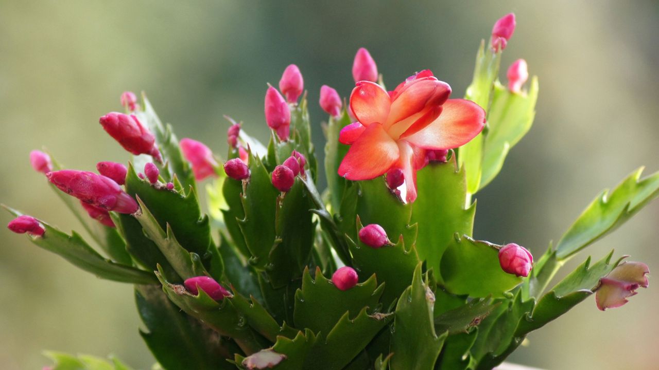 How to get Christmas cactus to bloom Christmas cactus Schlumbergera on the window sill