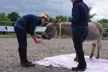 donkey_painting_015_small.jpg