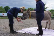 donkey_painting_015_small.jpg