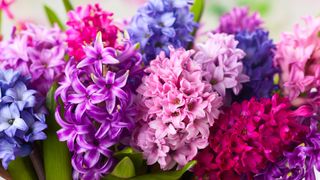 hyacinth flowers