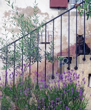 Lavender growing against stone steps with olive tree and cat