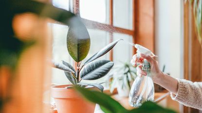 rubber plant sat in window as woman sprays it with water from spray bottle