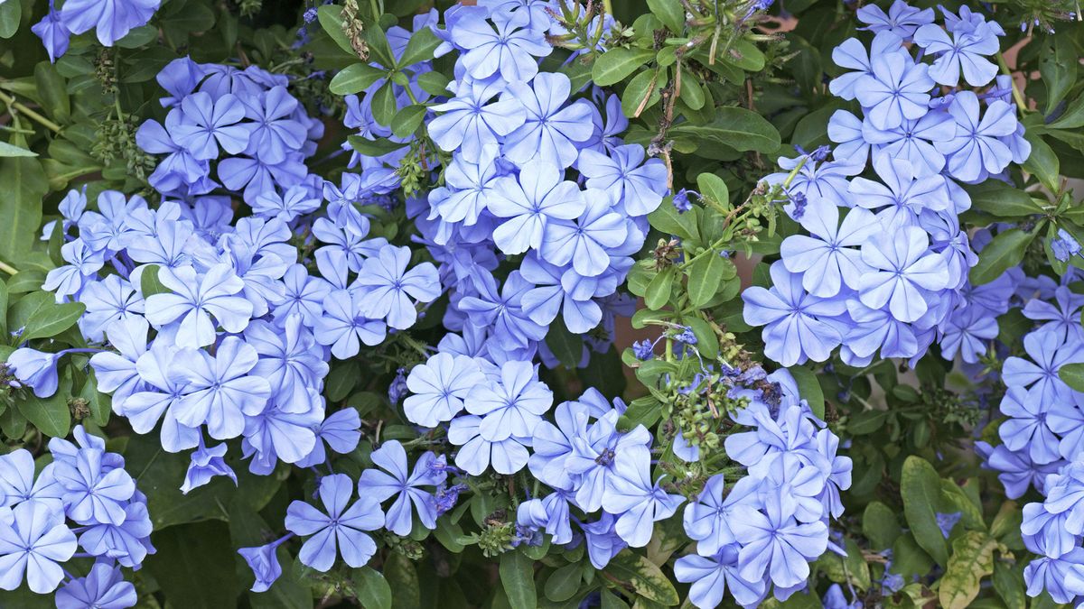 7 Underrated Perennials to Plant in October – For The Gorgeous Fall Color You Never Knew You Were Missing
