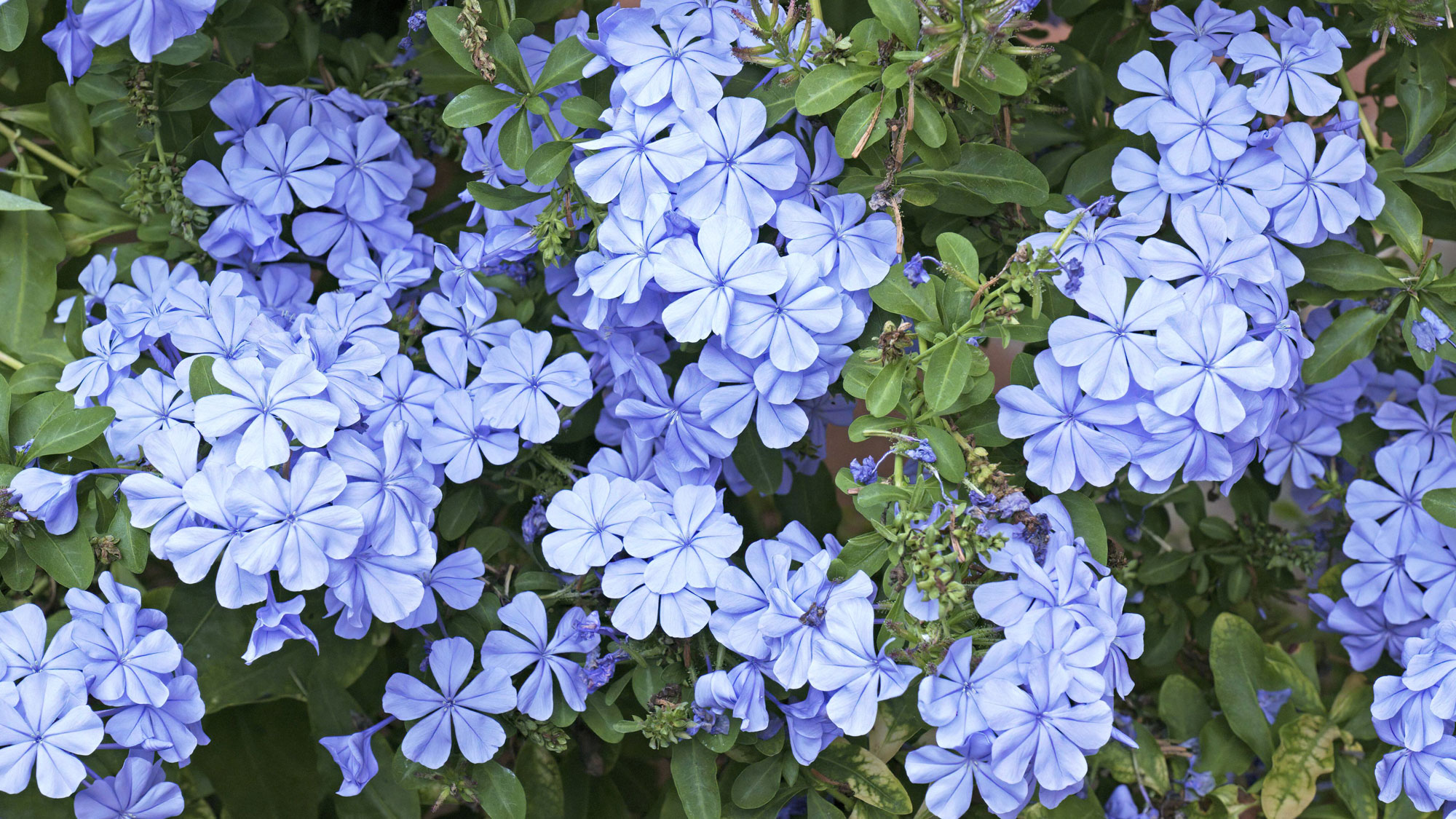 plumbago plant with pale blue flower clusters