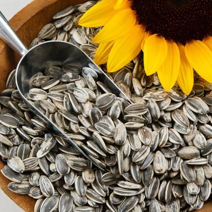 Sunflower seeds being scooped up