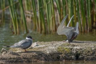 Whiskered Tern bird hits rock head on when trying to land