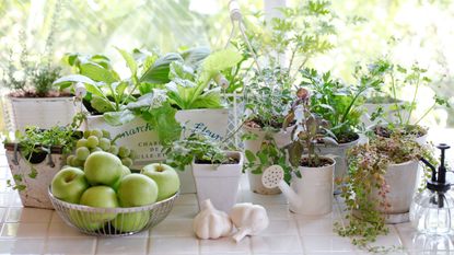 Potted herbs by a kitchen window