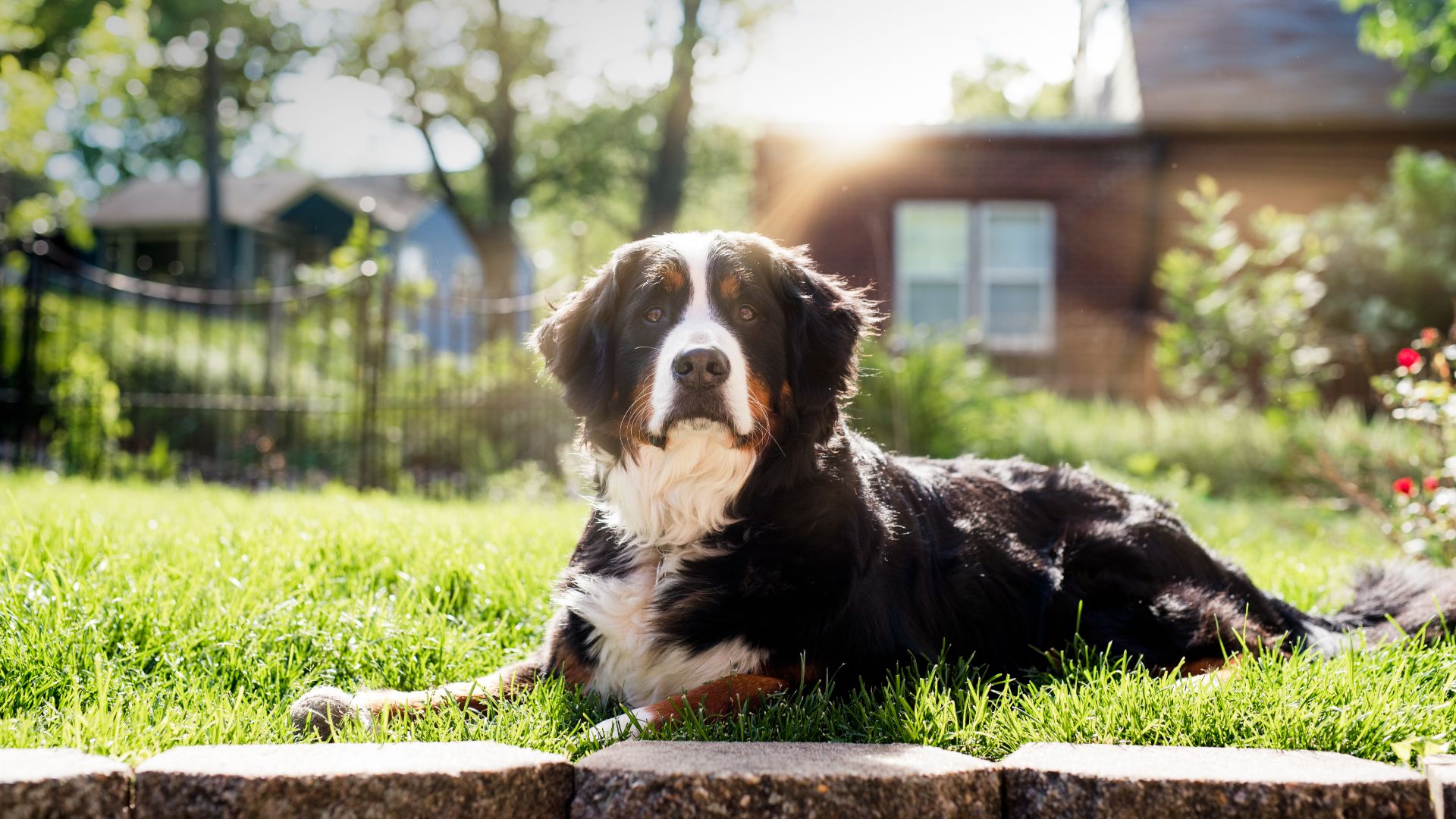 Bernese Mountain Dog
