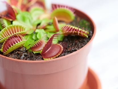 Many open mouths of a Venus fly trap plant growing in a plastic pot
