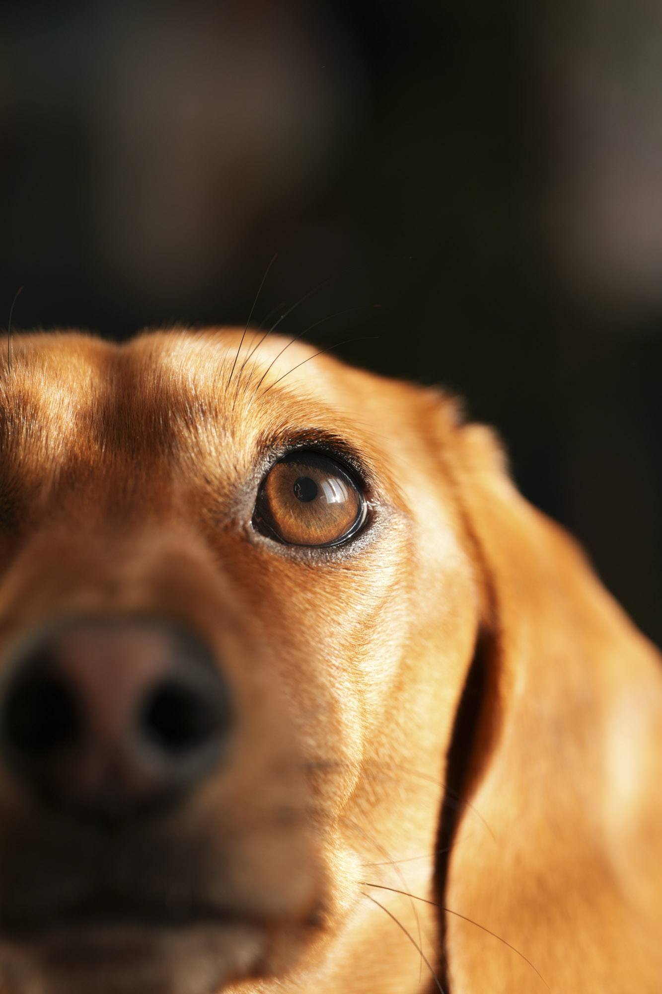 Close-up test shot of a dachshund with the Sony FE 100mm f/2.8 Macro GM OSS lens and Sony A7R IV