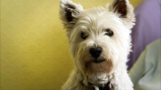 Josie the Westie needs a forever home.