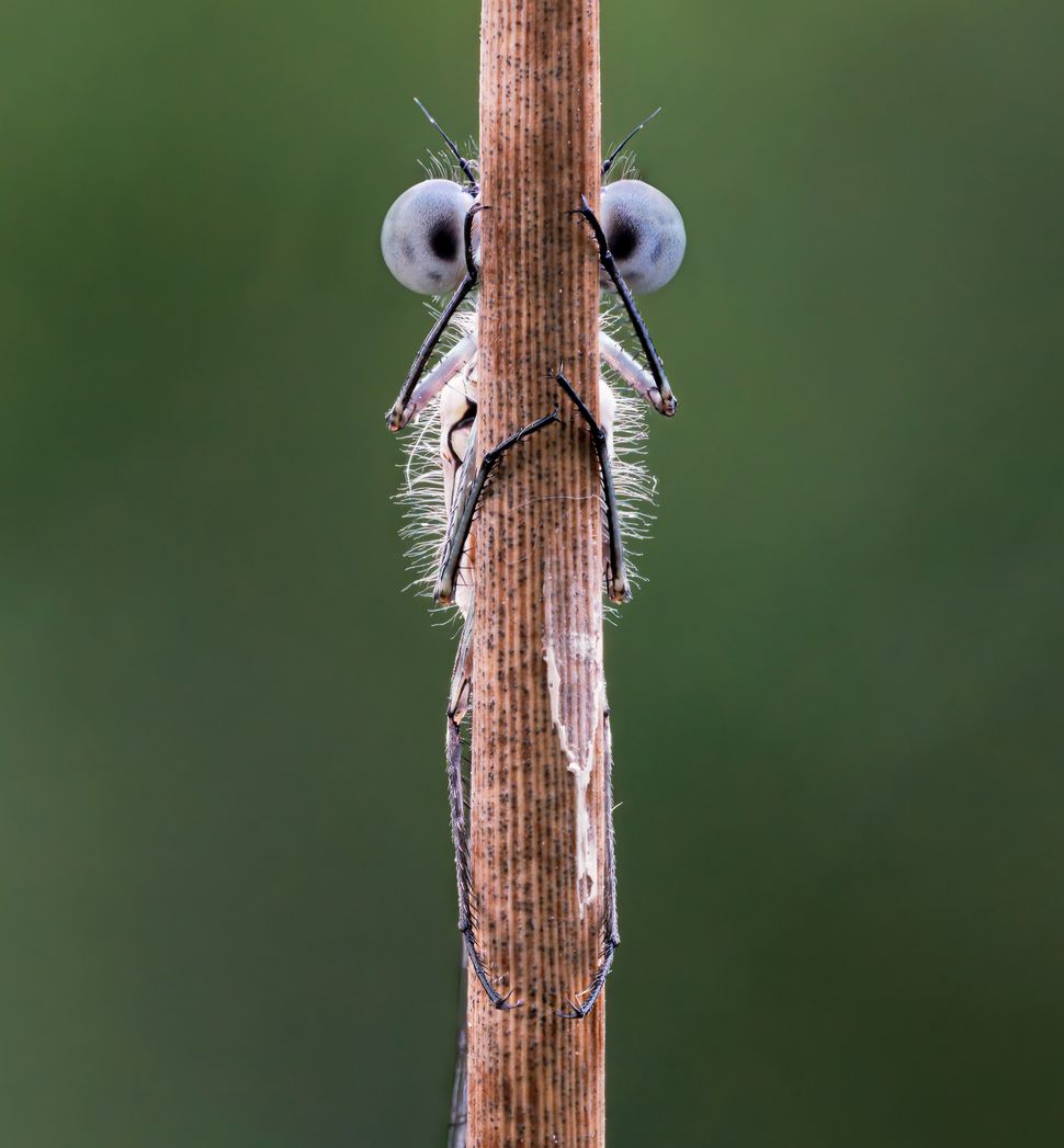 comedy-wildlife-photographer-awards-2020-finalisten