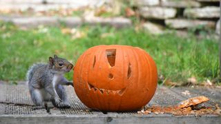 Squirrel eating a pumpkin