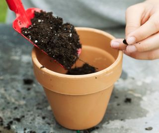 planting seeds in a terracotta pot