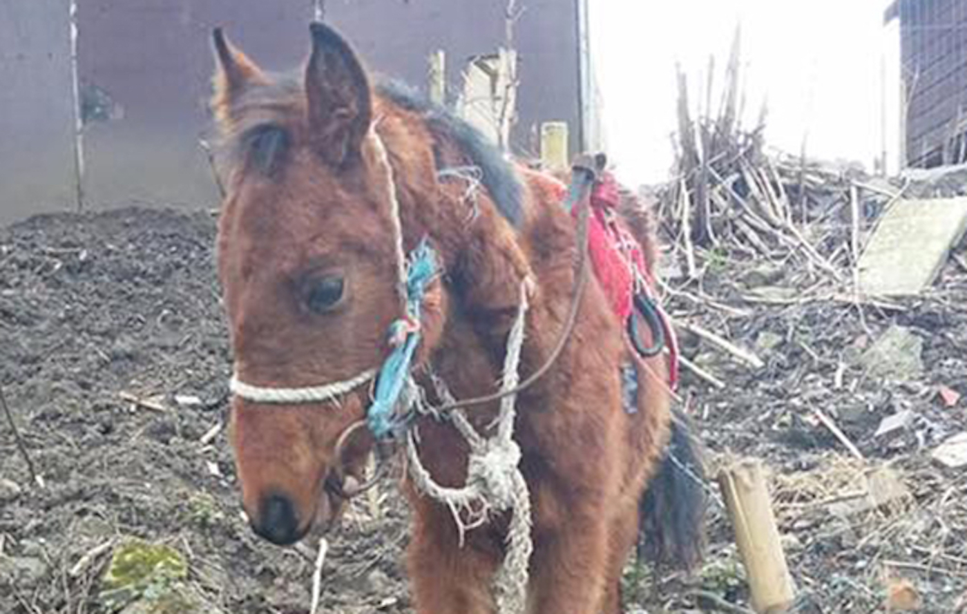 foal-bit
