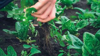 woman pulling weeds from garden - one of the ways to keep a garden healthy while on holiday