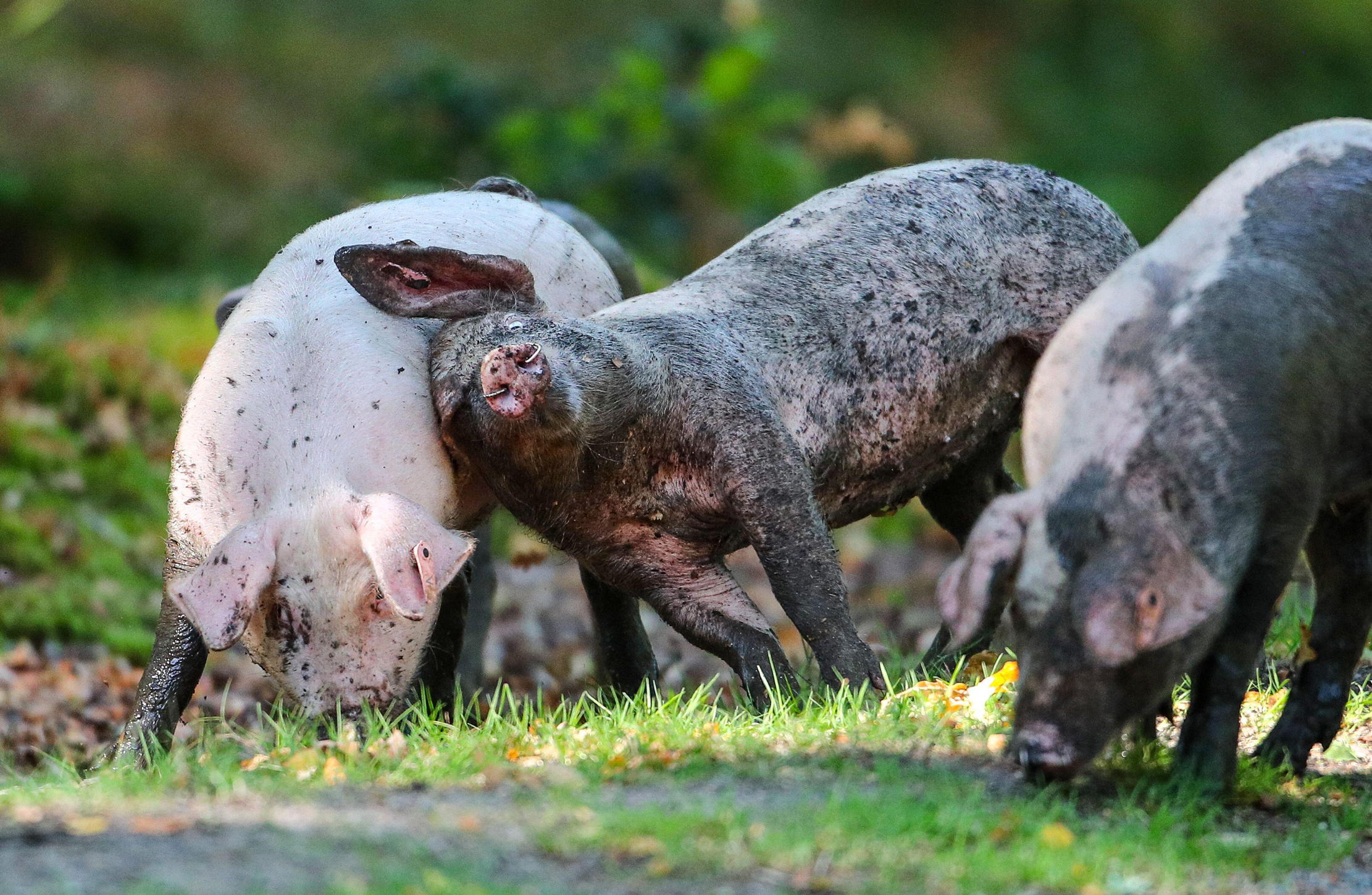 Three pigs frolick in the new forest as part of pannage season
