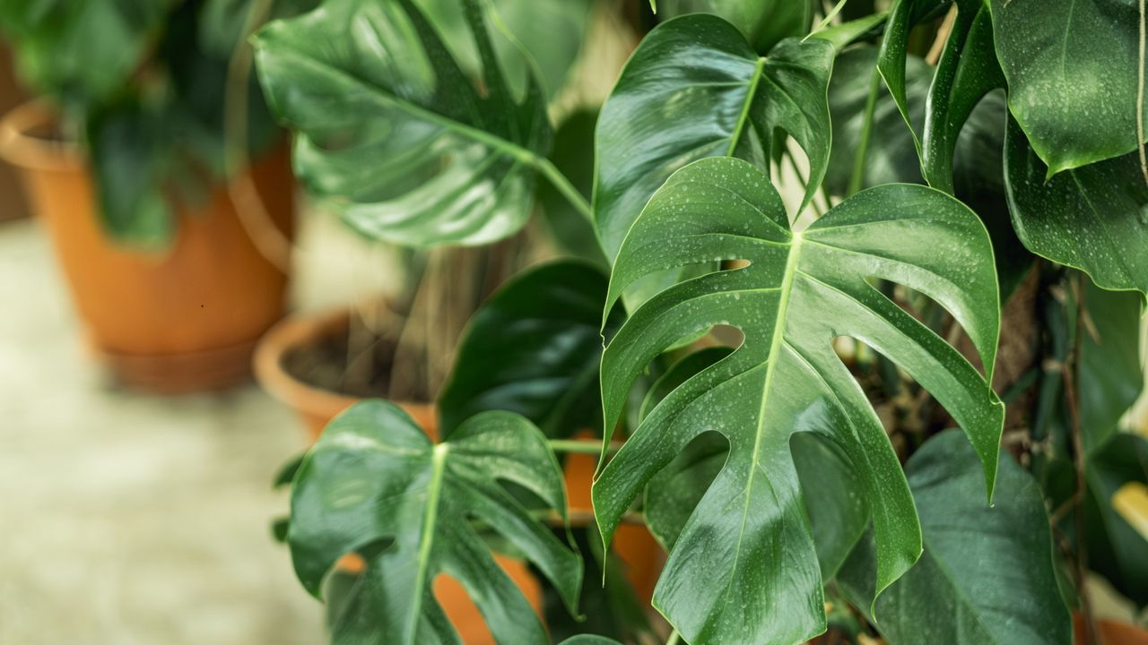 Monstera houseplant with wet leaves