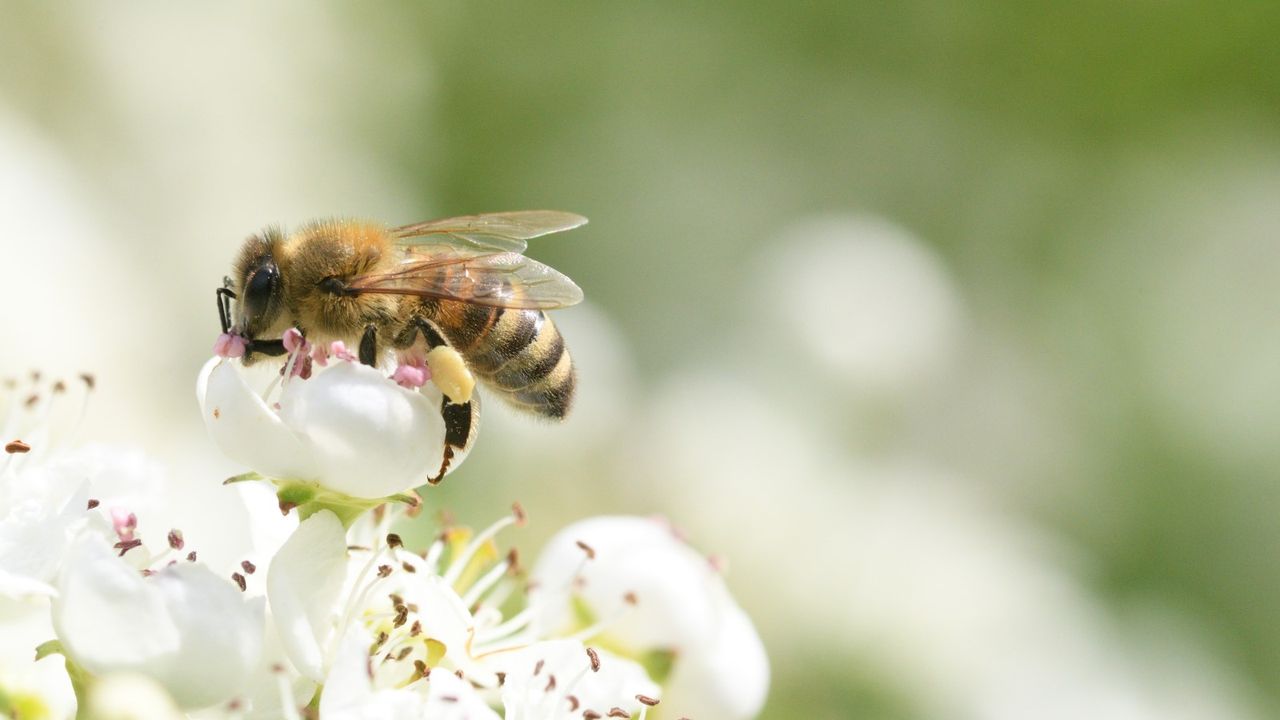 A bee feeding on a white flower