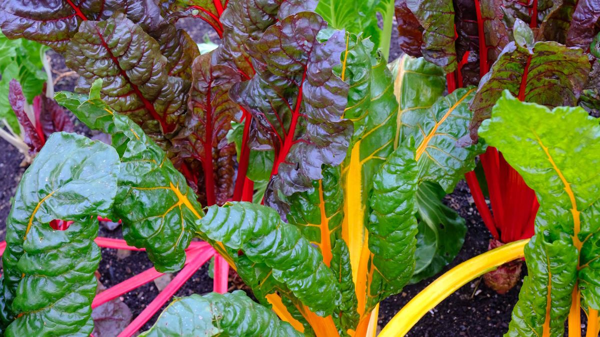 All about when to plant Swiss chard in a vegetable garden Homes & Gardens