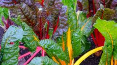 Swiss chard plants growing together in a garden in shades of red, pink, and yellow