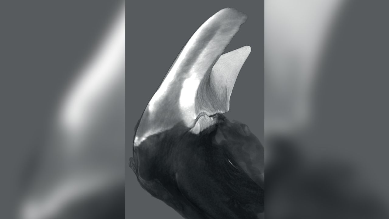 Rendering of a virtual section of a single tooth head and upper stylus, generated from a 3D reconstruction as determined by synchrotron microcomputer tomography.
