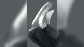 Rendering of a virtual section of a single tooth head and upper stylus, generated from a 3D reconstruction as determined by synchrotron microcomputer tomography.