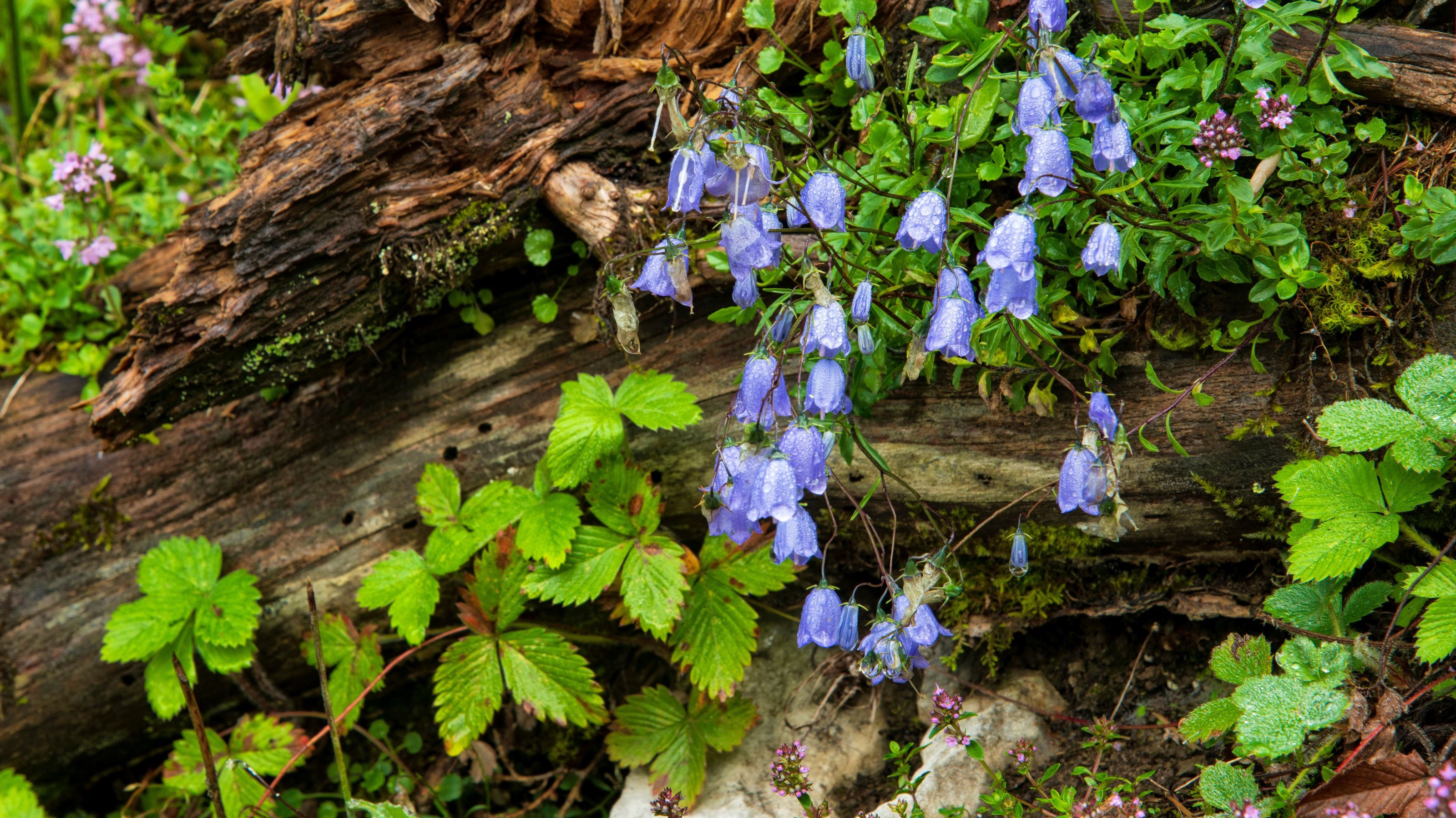 Switzerland, St.Gallen, Grabs, Voralp, Wildflowers and wild strawberry, Bellflowers. (Photo by: Dukas/Universal Images Group via Getty Images)