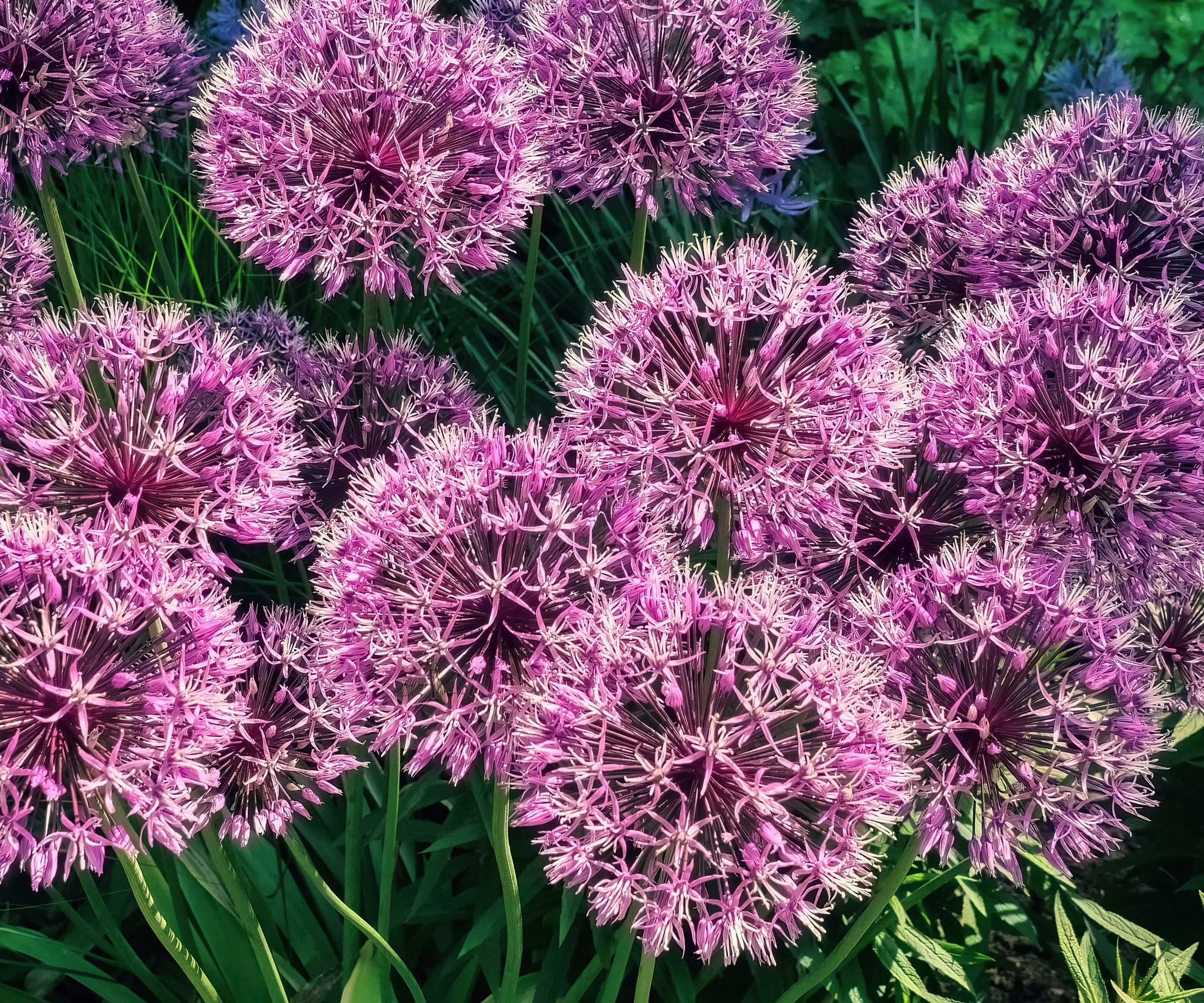 pink allium flowers showing starry flower petals