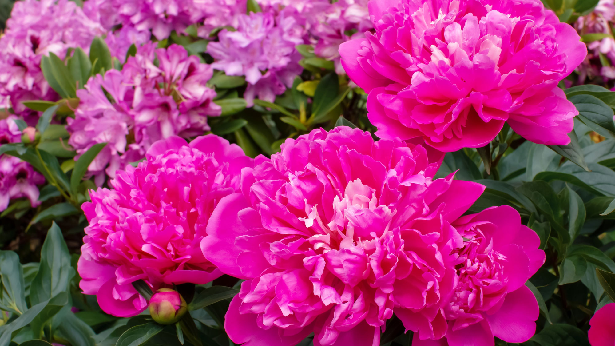 bright pink fluffy peonies with rhododendrons in background of garden border