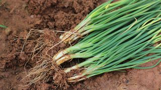Growing spring onions