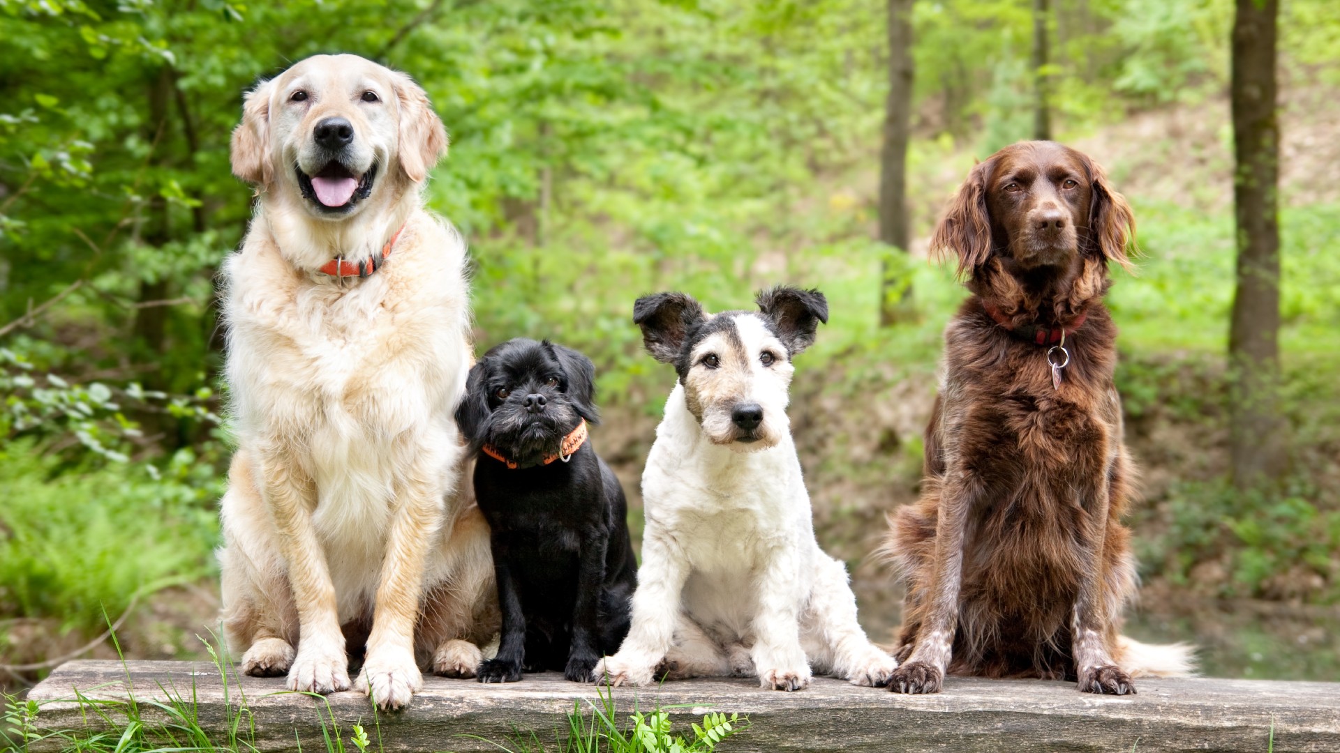 Four dogs sitting on a bench in the woods.